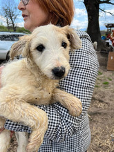 IVY, Hund, Herdenschutzhund in Rumänien - Bild 14