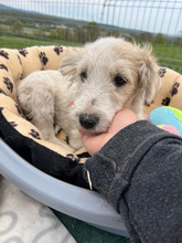 IVY, Hund, Herdenschutzhund in Rumänien - Bild 15