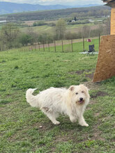 IVY, Hund, Herdenschutzhund in Rumänien - Bild 2