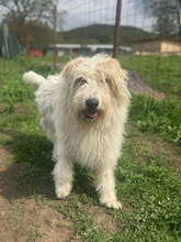 IVY, Hund, Herdenschutzhund in Rumänien - Bild 3