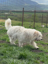 IVY, Hund, Herdenschutzhund in Rumänien - Bild 4
