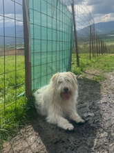 IVY, Hund, Herdenschutzhund in Rumänien - Bild 6