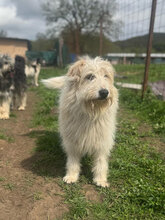 IVY, Hund, Herdenschutzhund in Rumänien - Bild 7