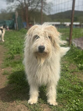 IVY, Hund, Herdenschutzhund in Rumänien - Bild 8