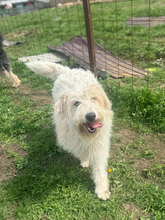 IVY, Hund, Herdenschutzhund in Rumänien - Bild 9