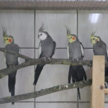 NYMPHENSITTICHE, Vogel, Nymphensittich in Großröhrsdorf - Bild 1