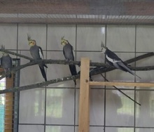 NYMPHENSITTICHE, Vogel, Nymphensittich in Großröhrsdorf - Bild 2