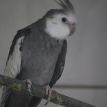 NYMPHENSITTICHE, Vogel, Nymphensittich in Großröhrsdorf - Bild 3
