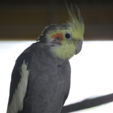 NYMPHENSITTICHE, Vogel, Nymphensittich in Großröhrsdorf - Bild 4