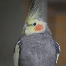 NYMPHENSITTICHE, Vogel, Nymphensittich in Großröhrsdorf - Bild 5