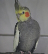 NYMPHENSITTICHE, Vogel, Nymphensittich in Großröhrsdorf - Bild 6