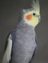 NYMPHENSITTICHE, Vogel, Nymphensittich in Großröhrsdorf - Bild 7