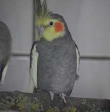 NYMPHENSITTICHE, Vogel, Nymphensittich in Großröhrsdorf - Bild 8