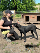 PUH, Hund, Mischlingshund in Rumänien - Bild 10