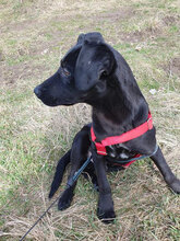 PUH, Hund, Mischlingshund in Rumänien - Bild 11