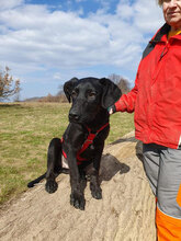 PUH, Hund, Mischlingshund in Rumänien - Bild 12