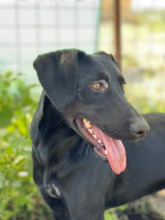 PUH, Hund, Mischlingshund in Rumänien - Bild 2
