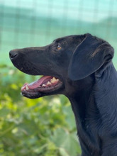 PUH, Hund, Mischlingshund in Rumänien - Bild 3