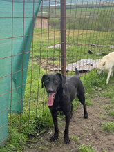 PUH, Hund, Mischlingshund in Rumänien - Bild 4