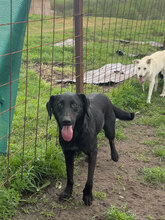 PUH, Hund, Mischlingshund in Rumänien - Bild 5