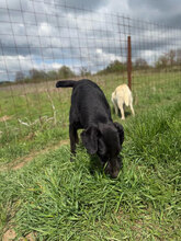 PUH, Hund, Mischlingshund in Rumänien - Bild 6