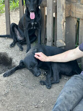 PUH, Hund, Mischlingshund in Rumänien - Bild 9