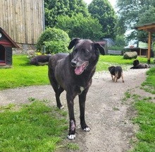 FAJER, Hund, Mischlingshund in Großröhrsdorf - Bild 1