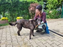 FAJER, Hund, Mischlingshund in Großröhrsdorf - Bild 2