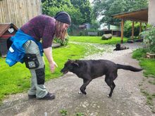 FAJER, Hund, Mischlingshund in Großröhrsdorf - Bild 3