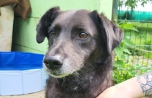 FAJER, Hund, Mischlingshund in Großröhrsdorf - Bild 4