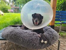 FAJER, Hund, Mischlingshund in Großröhrsdorf - Bild 5