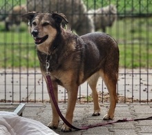 GIZI, Hund, Mischlingshund in Großröhrsdorf - Bild 1