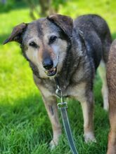 GIZI, Hund, Mischlingshund in Großröhrsdorf - Bild 2