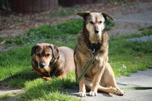GIZI, Hund, Mischlingshund in Großröhrsdorf - Bild 3