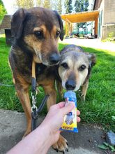 GIZI, Hund, Mischlingshund in Großröhrsdorf - Bild 5