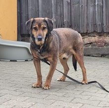 PERSY, Hund, Mischlingshund in Großröhrsdorf - Bild 1