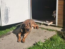 PERSY, Hund, Mischlingshund in Großröhrsdorf - Bild 2