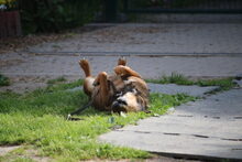 PERSY, Hund, Mischlingshund in Großröhrsdorf - Bild 3