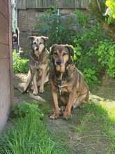 PERSY, Hund, Mischlingshund in Großröhrsdorf - Bild 4