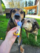 PERSY, Hund, Mischlingshund in Großröhrsdorf - Bild 6