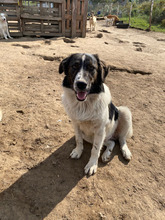 GUIDO, Hund, Herdenschutzhund in Rumänien - Bild 1