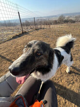 GUIDO, Hund, Herdenschutzhund in Rumänien - Bild 2