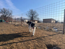 GUIDO, Hund, Herdenschutzhund in Rumänien - Bild 3