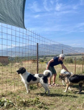 GUIDO, Hund, Herdenschutzhund in Rumänien - Bild 4