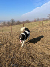 GUIDO, Hund, Herdenschutzhund in Rumänien - Bild 5