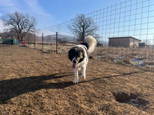 GUIDO, Hund, Herdenschutzhund in Rumänien - Bild 6