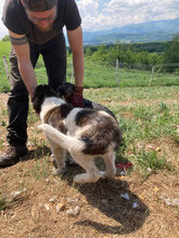 GUIDO, Hund, Herdenschutzhund in Rumänien - Bild 7