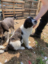 GUIDO, Hund, Herdenschutzhund in Rumänien - Bild 8