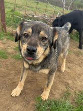 DUSTY, Hund, Mischlingshund in Rumänien - Bild 1