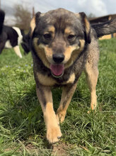 DUSTY, Hund, Mischlingshund in Rumänien - Bild 2